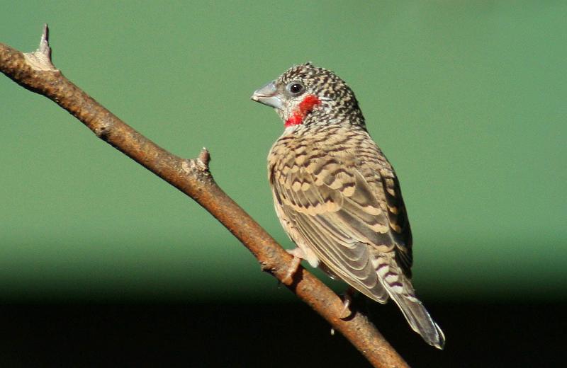 frieda 009.JPG - Keelbandvinkie mannetjie hier is lekker saad in die tuin.....